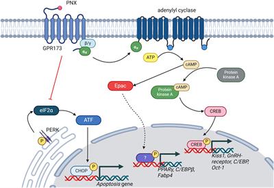 A systematic scoping review of the multifaceted role of phoenixin in metabolism: insights from in vitro and in vivo studies